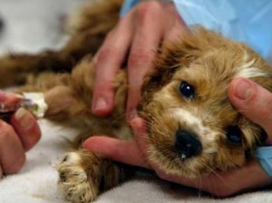 La Ciudad contará con Centros de Atención Veterinaria gratuitos 