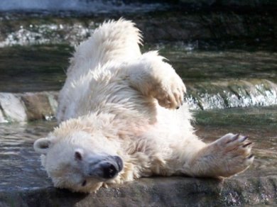 Fuertes críticas por el deterioro del Zoológico porteño tras la muerte del oso polar 